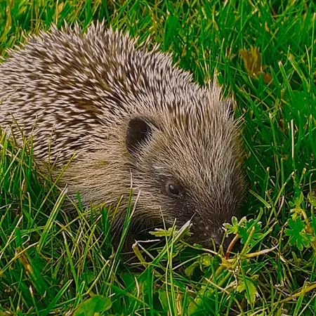 Grand Champetre ! La Source De Nos Racines - Corps De Ferme Au Coeur Du Parc Naturel De L'avesnois Σπίτι διακοπών Beaufort (Nord)