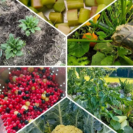 Grand Champetre ! La Source De Nos Racines - Corps De Ferme Au Coeur Du Parc Naturel De L'avesnois * Beaufort (Nord)